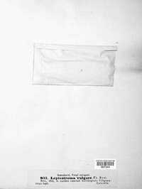 Hypoderma commune image